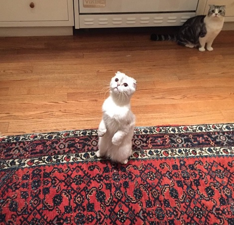 カルヴィン・ハリスが公開したテイラー・スウィフトの愛猫（画像はinstagram.com/calvinharrisより）