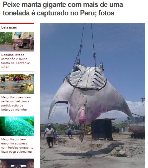 巨大なオニイトマキエイ、ペルーで捕獲（画像はextra.globo.comのスクリーンショット）