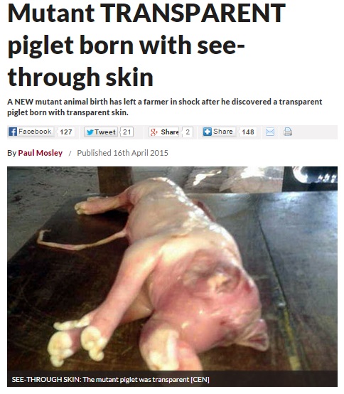 【海外発！Breaking News】透明な肌の子豚が誕生。アルゼンチンのある州で続くミュータント騒動。