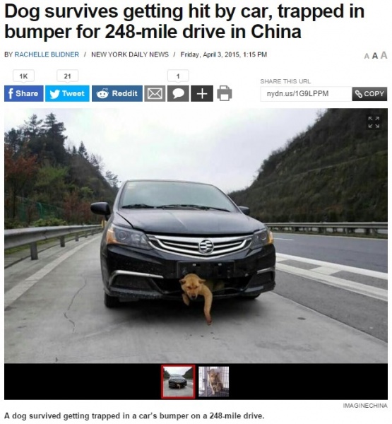 【海外発！Breaking News】バンパーに挟まった犬、車はそのまま400kmを走行。（中国）
