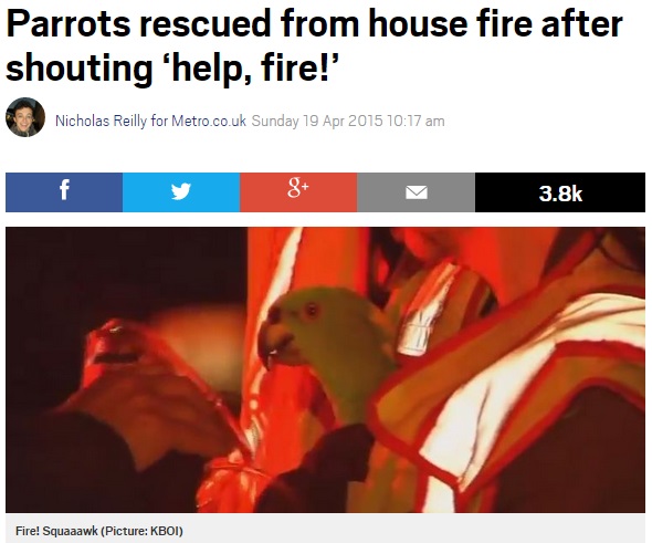【海外発！Breaking News】火事発生。「Help！」「Fire！」と叫んで救出されたオウムたち。（米）
