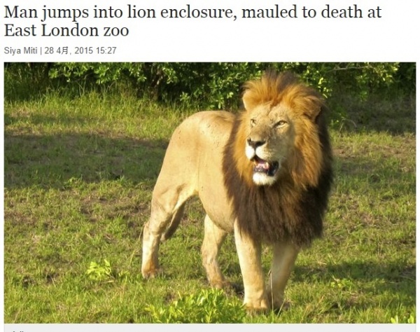 【海外発！Breaking News】動物園で惨劇。ライオンの檻に30代男性が自ら飛び込む。（南ア）