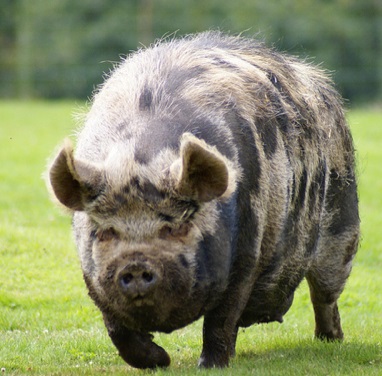 【海外発！Breaking News】150kgのオス豚にレイプされそうになった女性。（ニュージーランド）