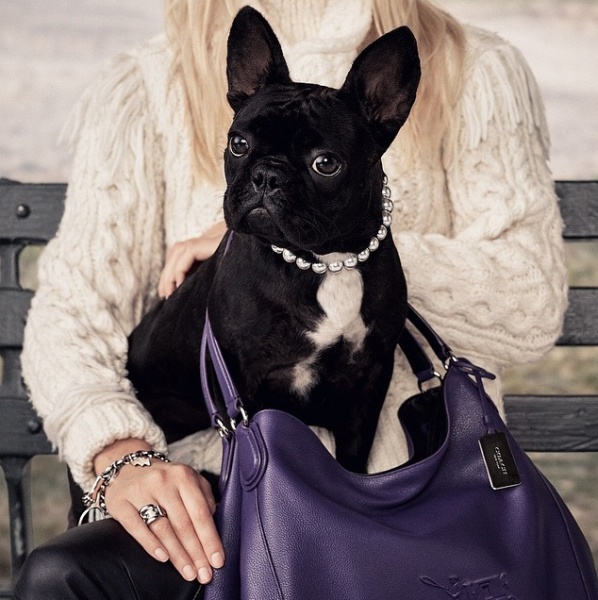 【イタすぎるセレブ達】レディー・ガガ「とても誇りに思うわ」。愛犬が有名ブランドの顔に。