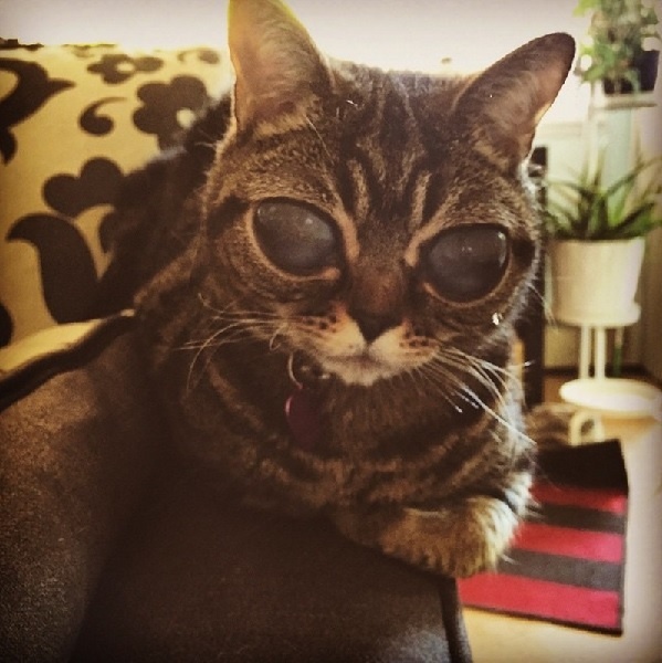 目に複雑な病気を抱える猫の“マチルダ”（画像はinstagram.com/aliencatmatildaのスクリーンショット）