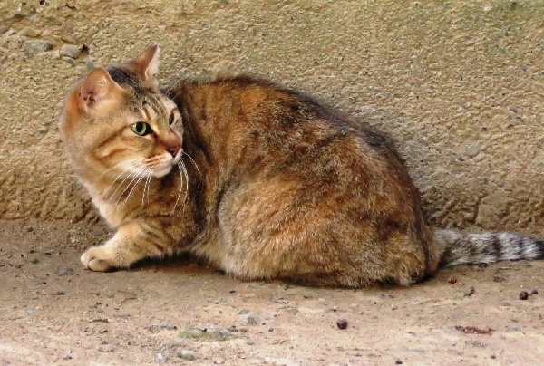 【海外発！Breaking News】「猫ひっかき病」を侮るな。結膜炎だと思っていた女性がある朝突然失明（米）