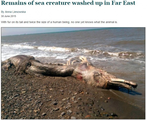【海外発！Breaking News】毛の生えたイルカ？　サハリン州の海岸に打ち上げられた謎の生物。