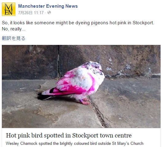 英マンチェスター南東部でピンク色のハト（facebook.com/ManchesterEveningNewsのスクリーンショット）