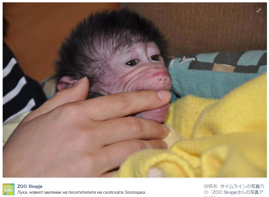 誘拐されたヒヒの赤ちゃん、無事動物園に（画像はfacebook.com/ZooSkopjeのスクリーンショット）