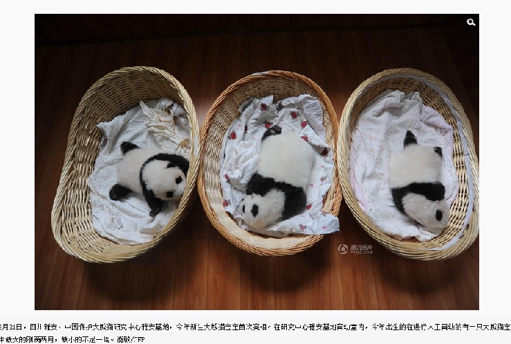 【海外発！Breaking News】赤ちゃんパンダが10匹も。中国・四川省の「パンダ基地」が喜びのお披露目。