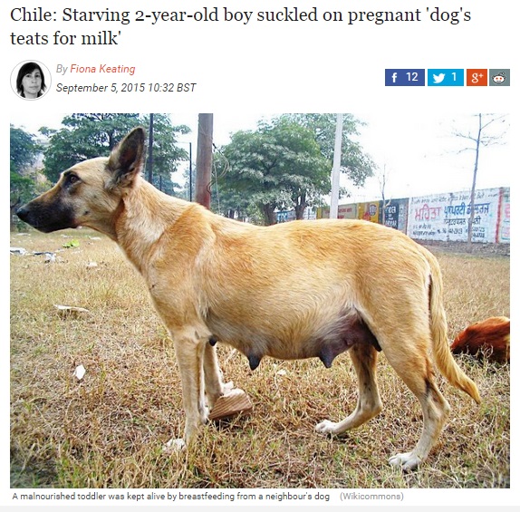 チリで、メス犬の乳首に吸い付いて飢えをしのいでいた男児を保護（画像はibtimes.co.ukのスクリーンショット）