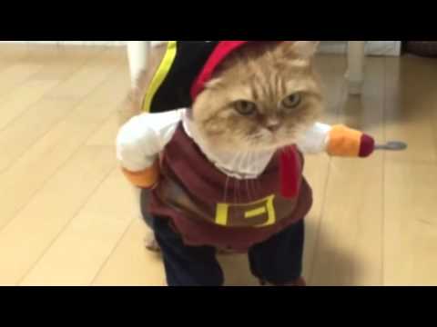 【海外発！Breaking News】ハロウィーン近し！　猫だって仮装するニャン（米）