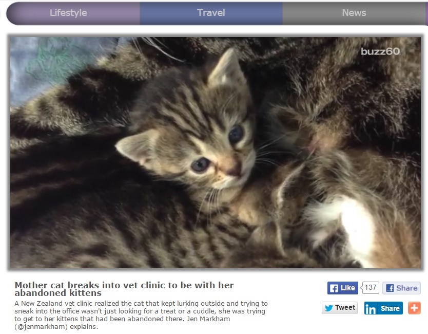 【海外発！Breaking News】子猫の母親、捨てられたわが子を探し当てる（ニュージーランド）