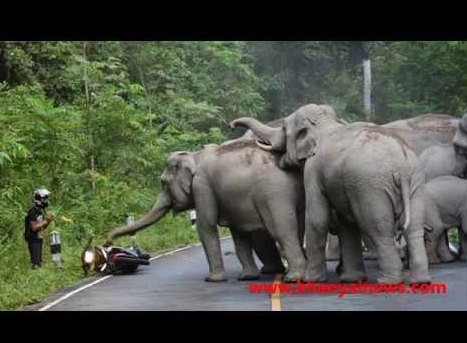 タイの国立公園でゾウがバイクを襲う（画像はYouTubeのサムネイル）