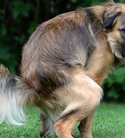 イギリス全土、いずれは飼い犬のフンを始末しないと罰金刑に？（画像はイメージです）