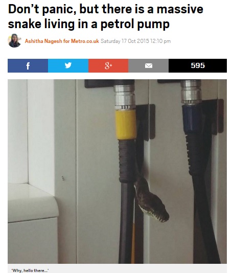 【海外発！Breaking News】ニシキヘビがガソリン給油ポンプからニョロリ。利用客も絶叫（豪）