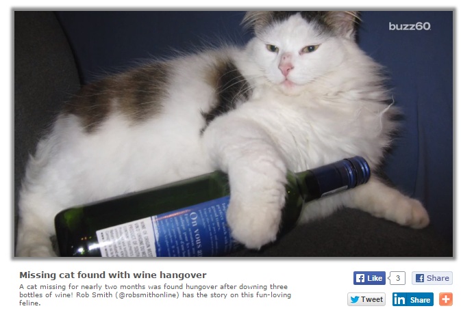 【海外発！Breaking News】ワイン貯蔵庫で発見された迷い猫、急性アルコール中毒に（独）