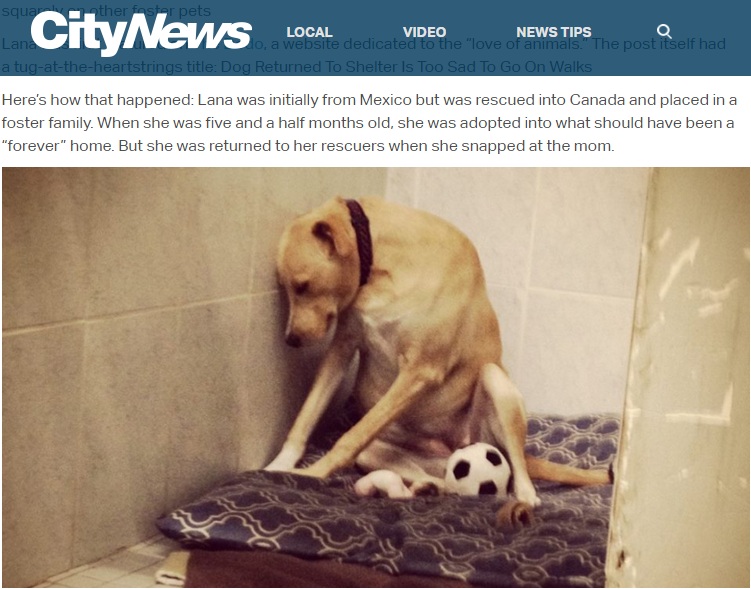【海外発！Breaking News】動物保護施設に戻された犬、悲しみで引きこもる（カナダ）