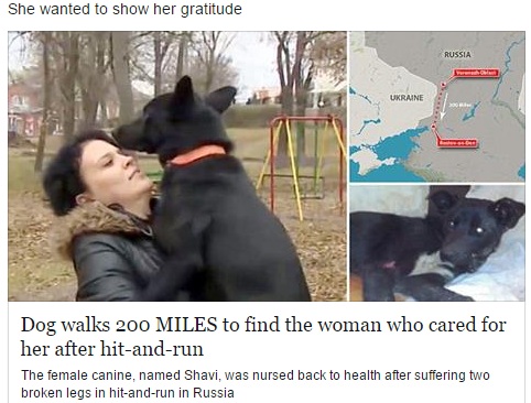 【海外発！Breaking News】ひき逃げされた犬。看病してくれた女性に会うため300キロの旅（露）