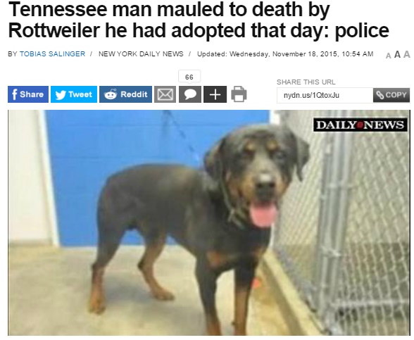 【海外発！Breaking News】保護数時間後に里親をかみ殺した犬。見物人にも襲い掛かり射殺される。