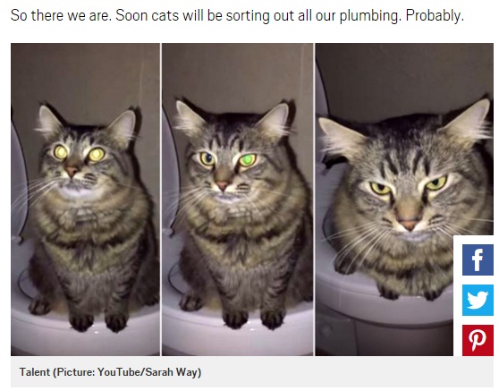 トイレで用を足す猫（画像はmetro.co.ukのスクリーンショット）