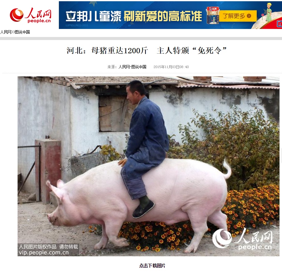 【海外発！Breaking News】巨豚にまたがり散歩する男性（中国）