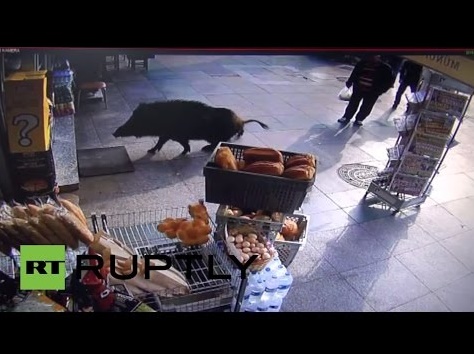 【海外発！Breaking News】野生イノシシ、イスタンブールの街で大暴れ。人や犬も逃げ回る＜動画あり＞