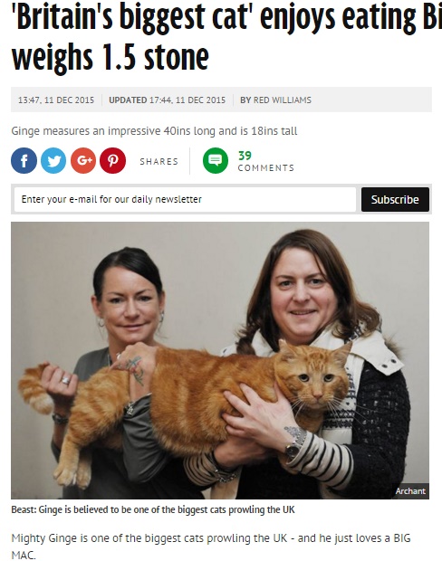英国で最も大きな猫はビッグマックがお好き（画像はmirror.co.ukのスクリーンショット）