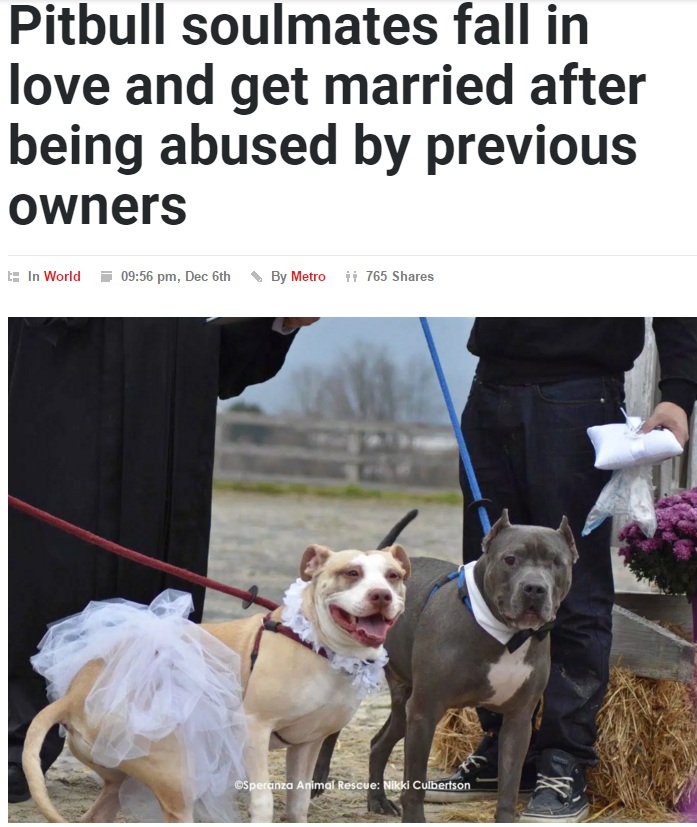 【海外発！Breaking News】虐待された2匹の犬、痛みを分かち合い結婚式挙げる（米）