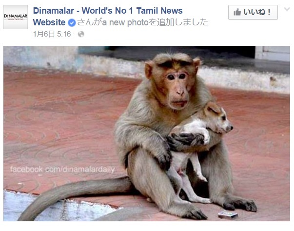 【海外発！Breaking News】子犬をひたすら守る猿　“まるで母親”と評判に（印）