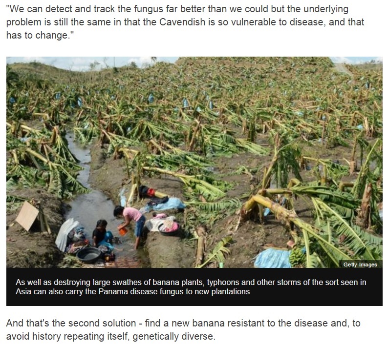 バナナが消える？　台風などによって病気が拡散（出典：http://www.bbc.com）