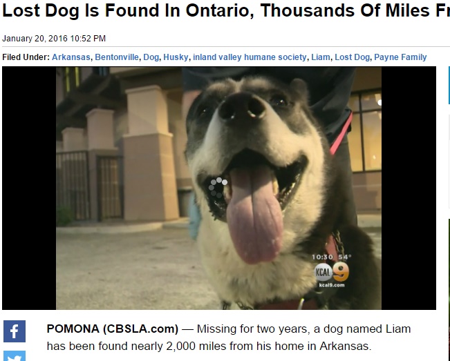 アーカンソーの犬が3,200kmもの旅？　カリフォルニアで発見（出典：http://losangeles.cbslocal.com）