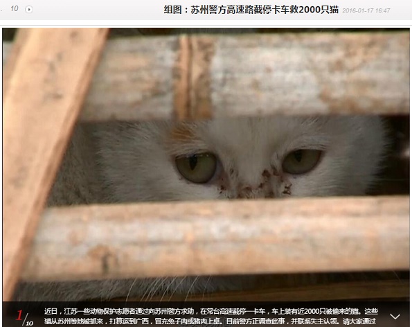 【海外発！Breaking News】広東省の食肉処理業者へ向かっていた猫2千匹　動物保護団体が救う
