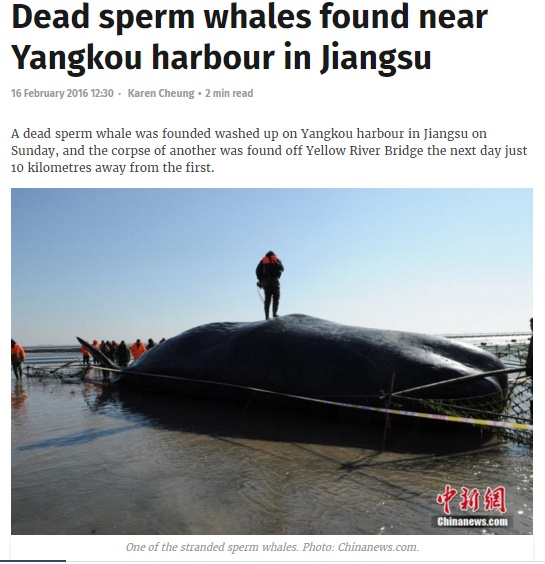 【海外発！Breaking News】巨大マッコウクジラ、中国・江蘇省海岸に相次いで打ち上げられる