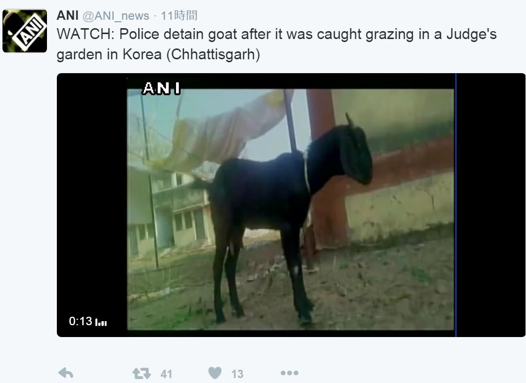 インドで裁判官vsヤギ!?（出典：https://twitter.com/ANI_news）
