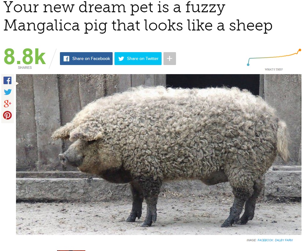 【海外発！Breaking News】羊？　豚？　毛むくじゃらの「マンガリッツァ」が人気に（ハンガリー）