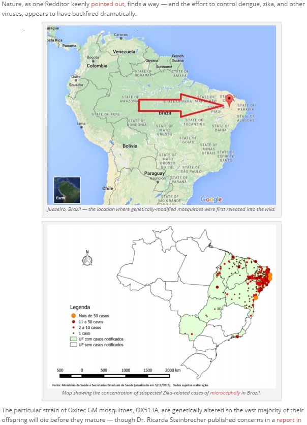 【海外発！Breaking News】ジカ熱の流行、遺伝子組み換えされた蚊が原因か（ブラジル）
