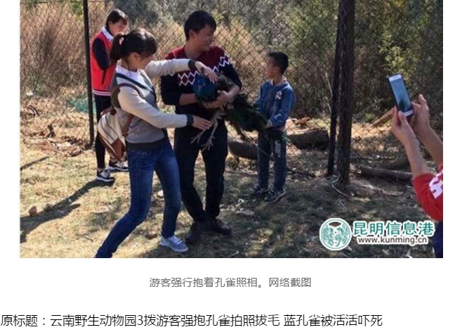 クジャク、観光客に羽をむしられて死亡（出典：http://news.sina.com.cn）