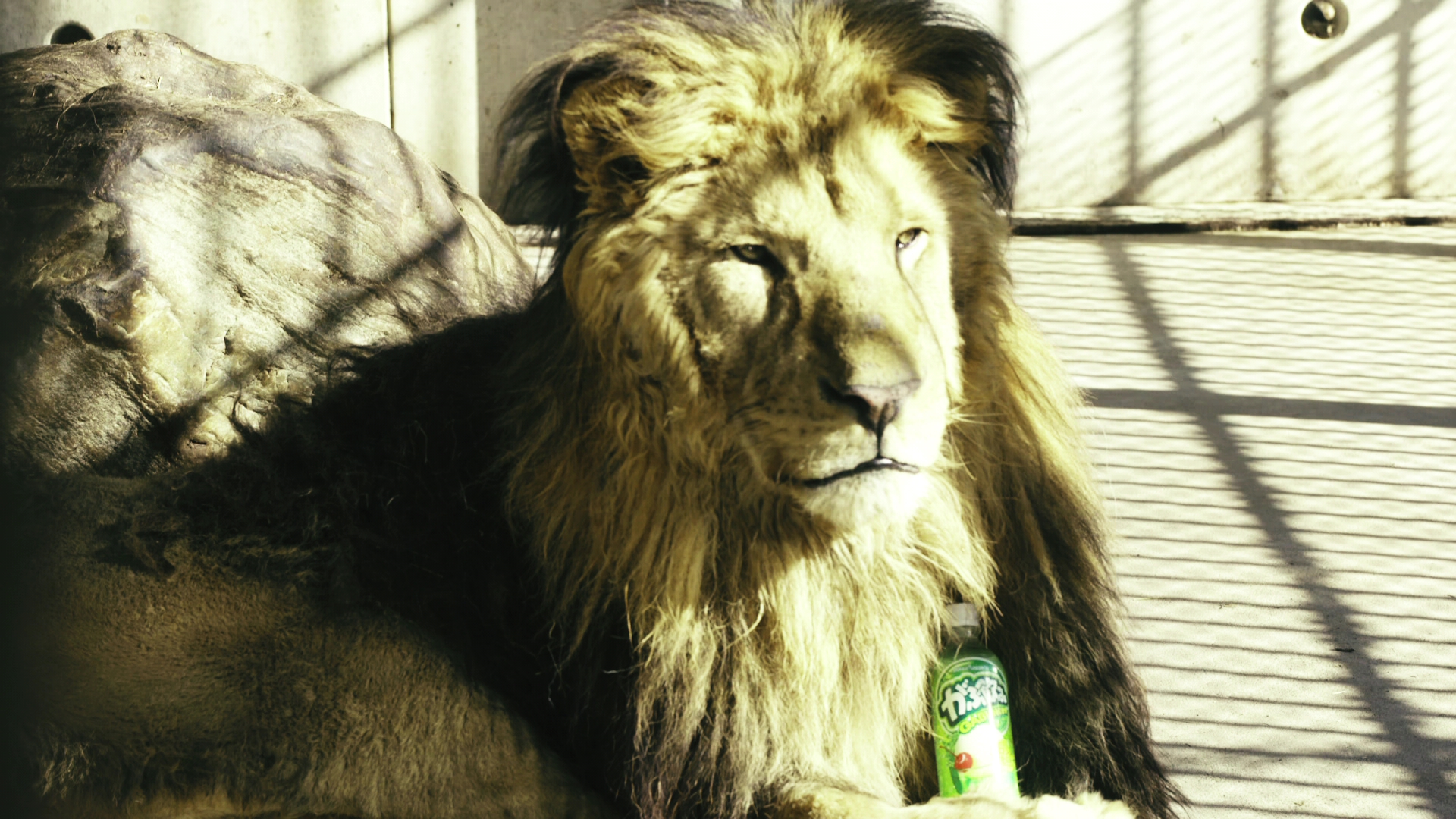 ライオンに優しく抱かれる「がぶ飲み」パイセン