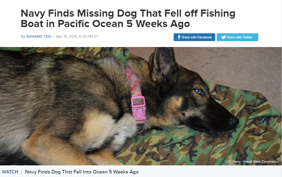 太平洋にて漁船から落ちた犬、無事に飼い主のもとへ（出典：http://abcnews.go.com）