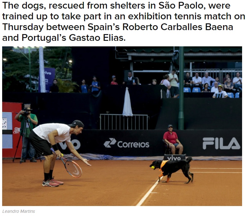 【海外発！Breaking News】元捨て犬　テニス「ブラジル・オープン」で“ボールドッグ”に＜動画あり＞