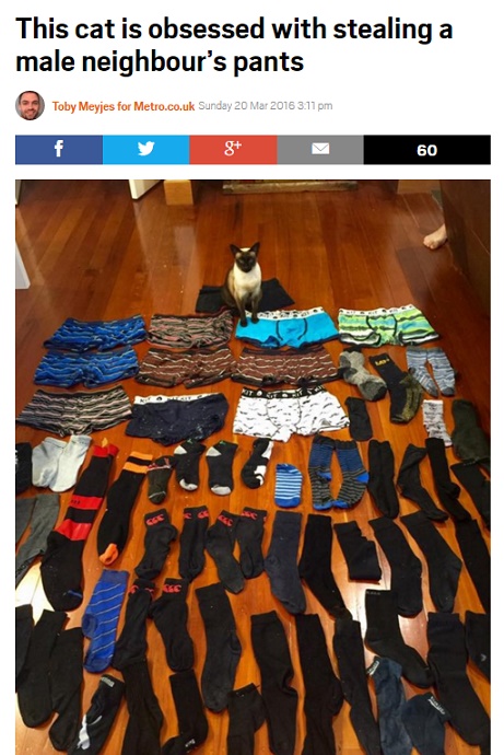 【海外発！Breaking News】男性用パンツが大好きな雌猫　ソックスも含め61点盗む（NZ）