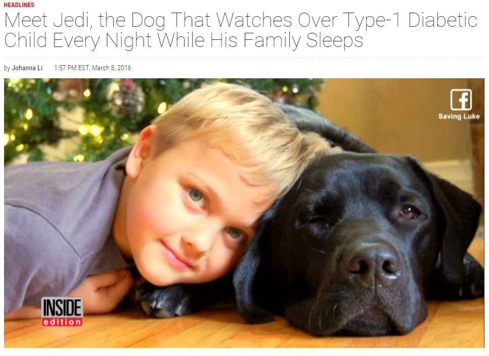 【海外発！Breaking News】血糖値異常をニオイで感知「糖尿病アラート犬」が7歳児の命を救う（米）