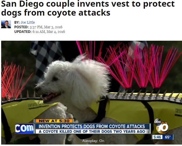 サンディエゴでコヨーテから愛犬を守るベストが誕生（出典：http://www.10news.com）