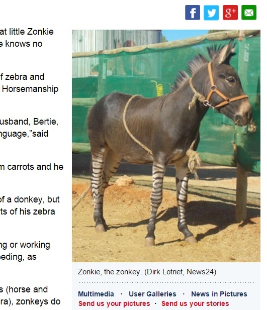 【海外発！Breaking News】ロバとシマウマの交配種“ゾンキー”　南アフリカで飼われる