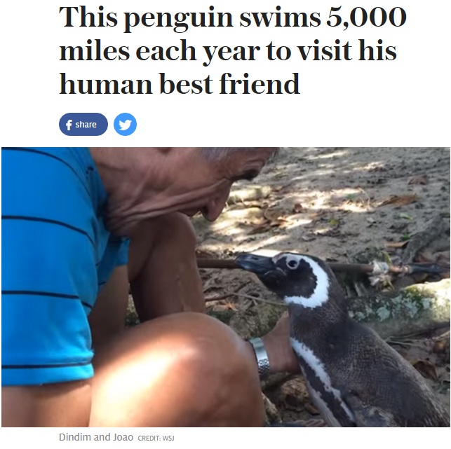 【海外発！Breaking News】毎年8000キロを旅するペンギン　命の恩人に会うために（ブラジル）