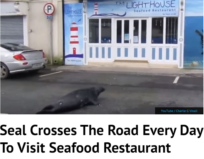 【海外発！Breaking News】レストランに通うアザラシ　毎日道路を横切って（アイルランド）＜動画あり＞