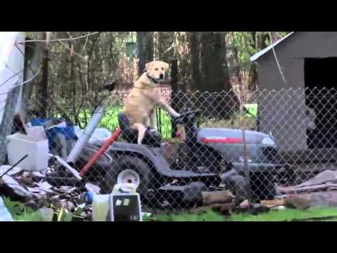 【海外発！Breaking News】犬が芝刈り機でお仕事!?　米TV中継が偶然捉えたおもしろ映像