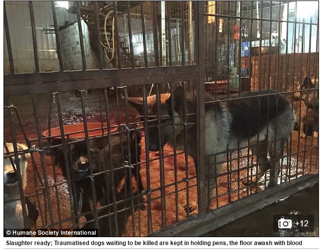 【海外発！Breaking News】床は血の海「犬肉祭」動物保護団体が中止を求め声明（中国）