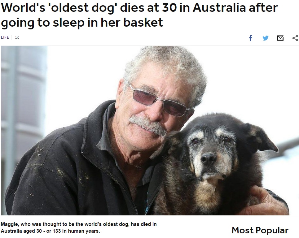 【海外発！Breaking News】超長寿のおばあちゃん犬、30歳で天国へ（豪）